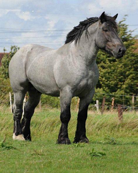 Flemish Horses